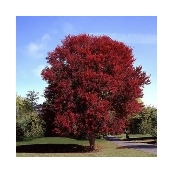 Maple, Rubrum 'Burgundy Belle'