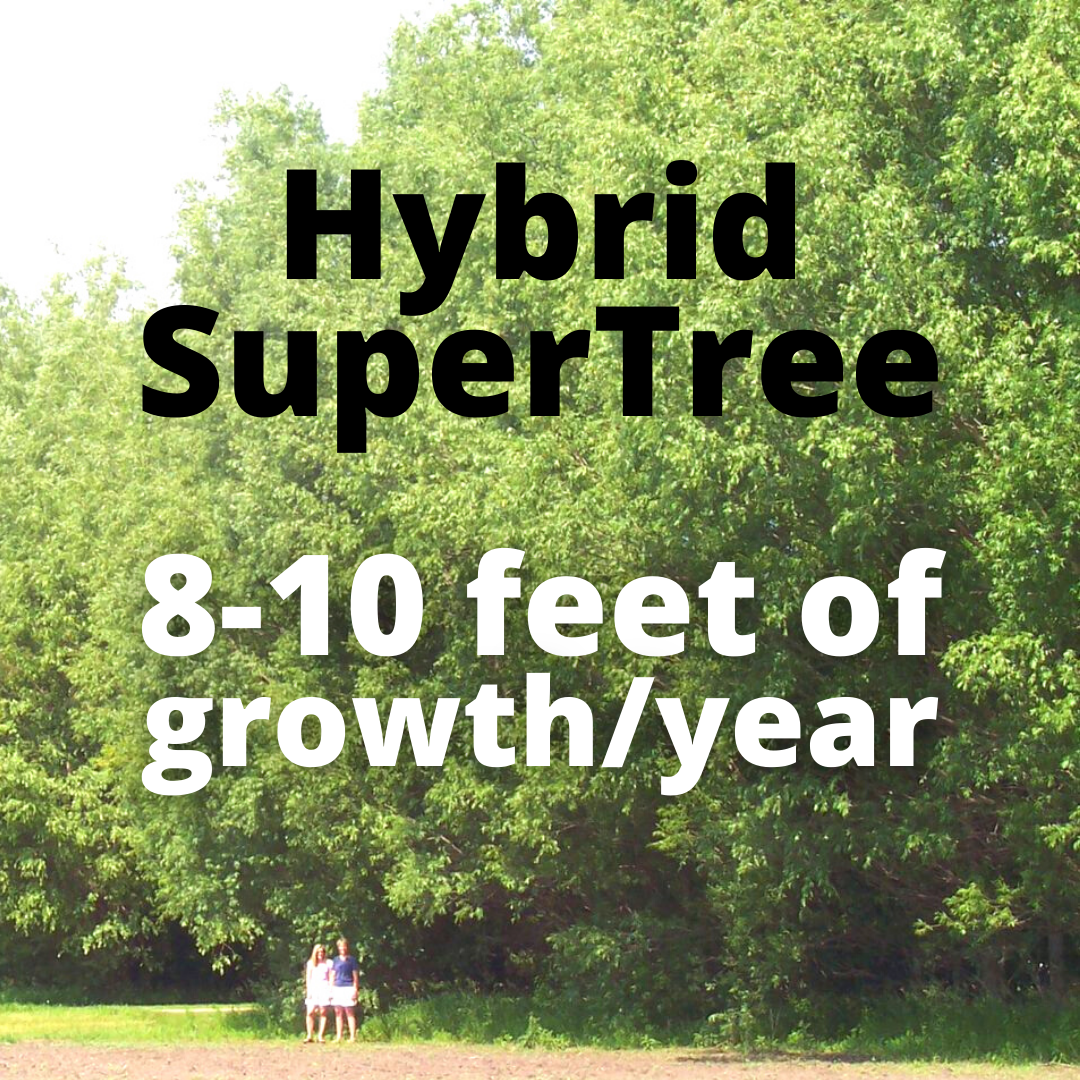 Hybrid SuperTree image 0