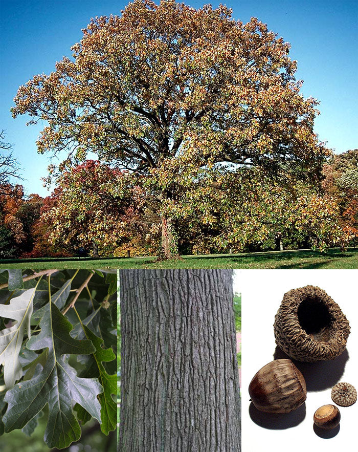 Oak, Burr