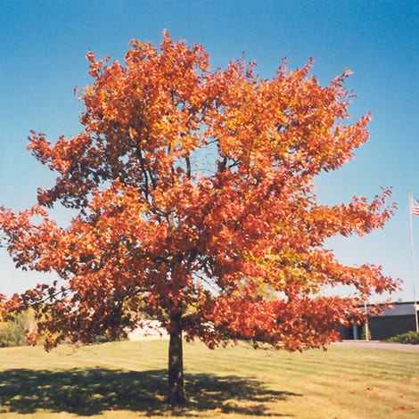 Oak, Red