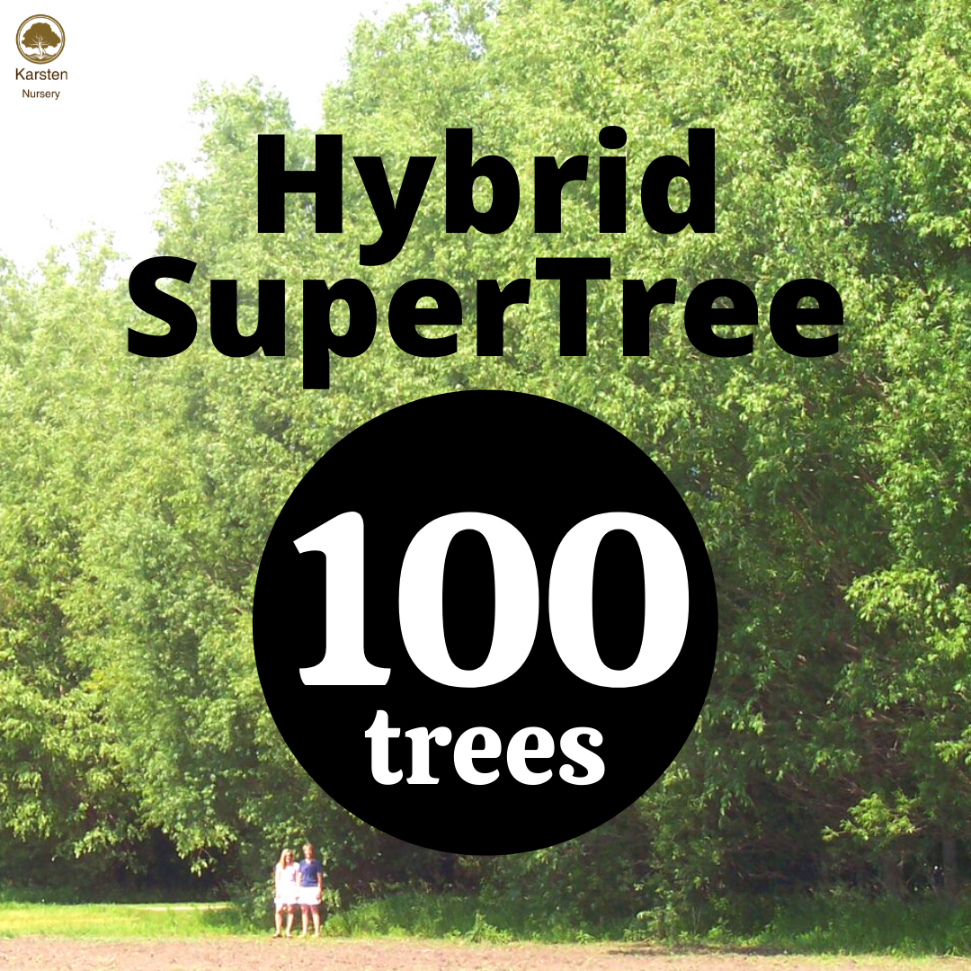 Hybrid SuperTree - 100 image