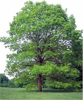 Oak, White