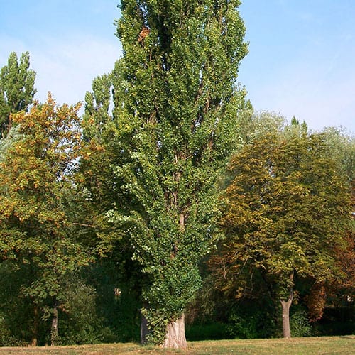 Poplar, Lombardy, 'Thevestina'