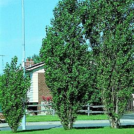 Poplar, Lombardy, 'Thevestina'