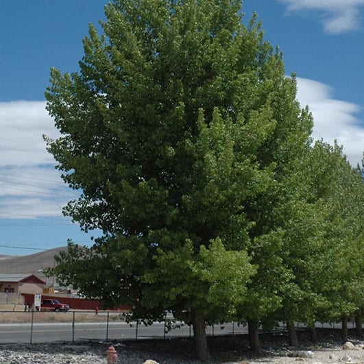 Poplar, Norway 'siouxland'