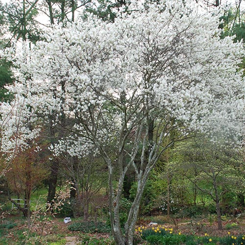 Serviceberry (Juneberry)