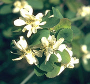 Serviceberry (Juneberry)