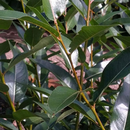 Willow, Laurel leaf