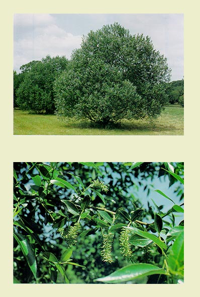 Willow, Laurel leaf