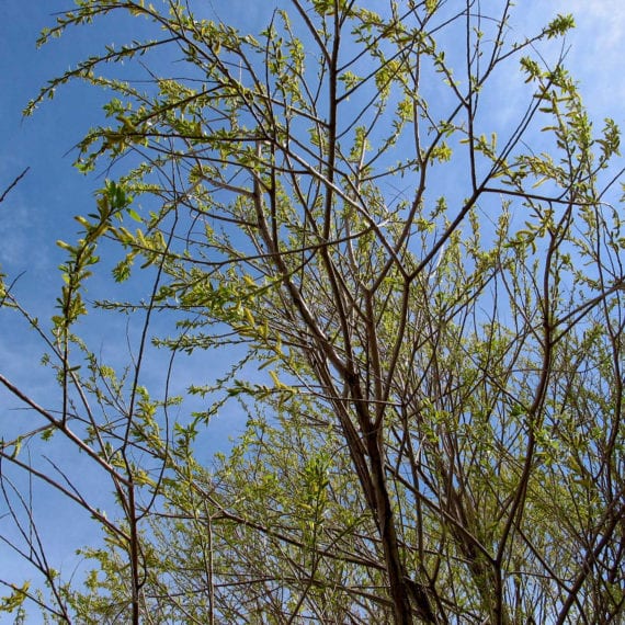 Willow, Peach leaf