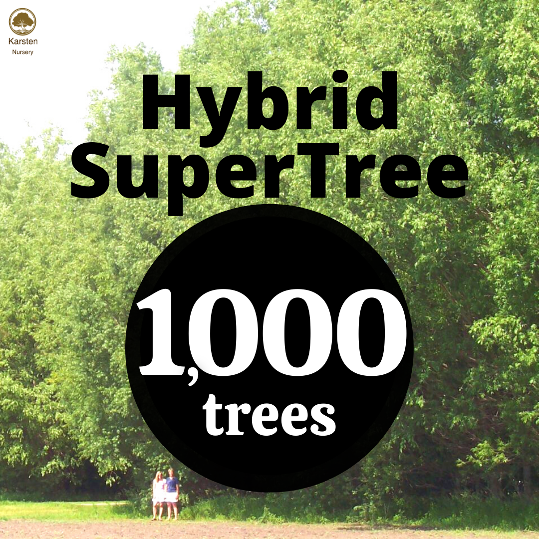 Hybrid SuperTree - 1000 image