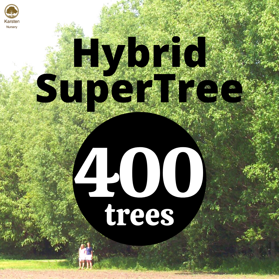 Hybrid SuperTree - 400 image