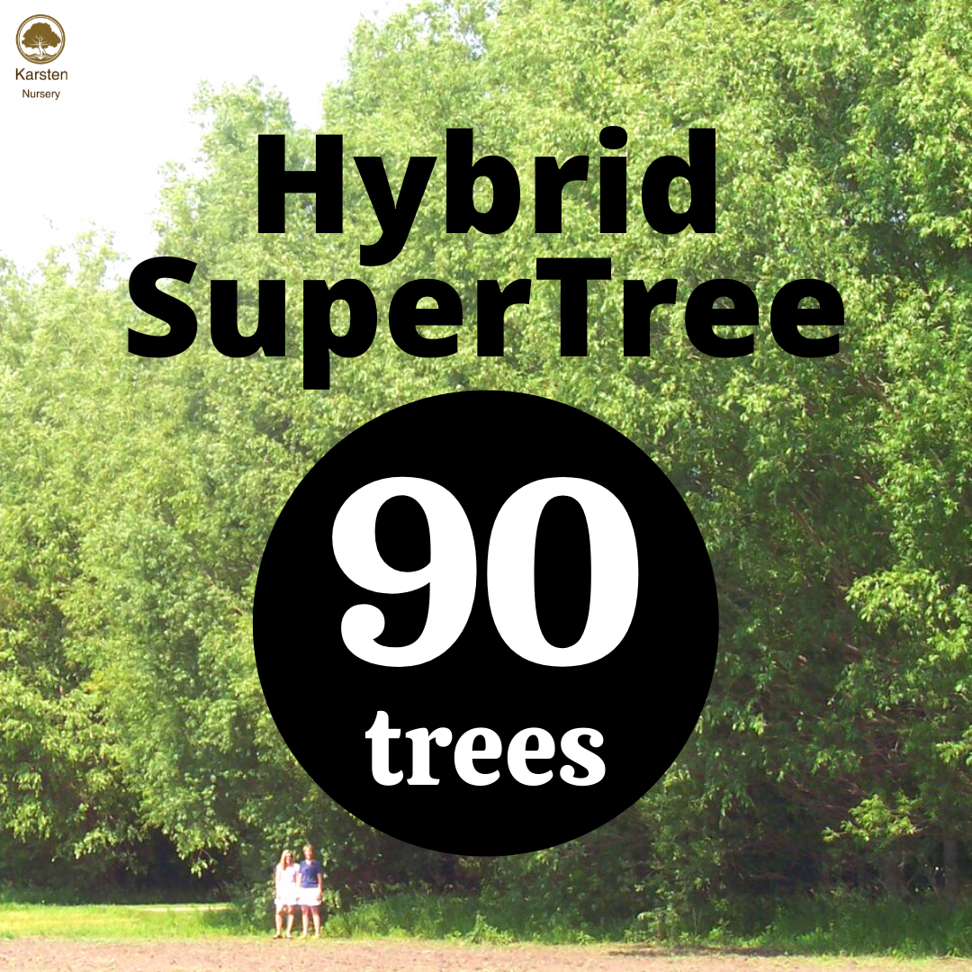 Hybrid SuperTree - 90 image