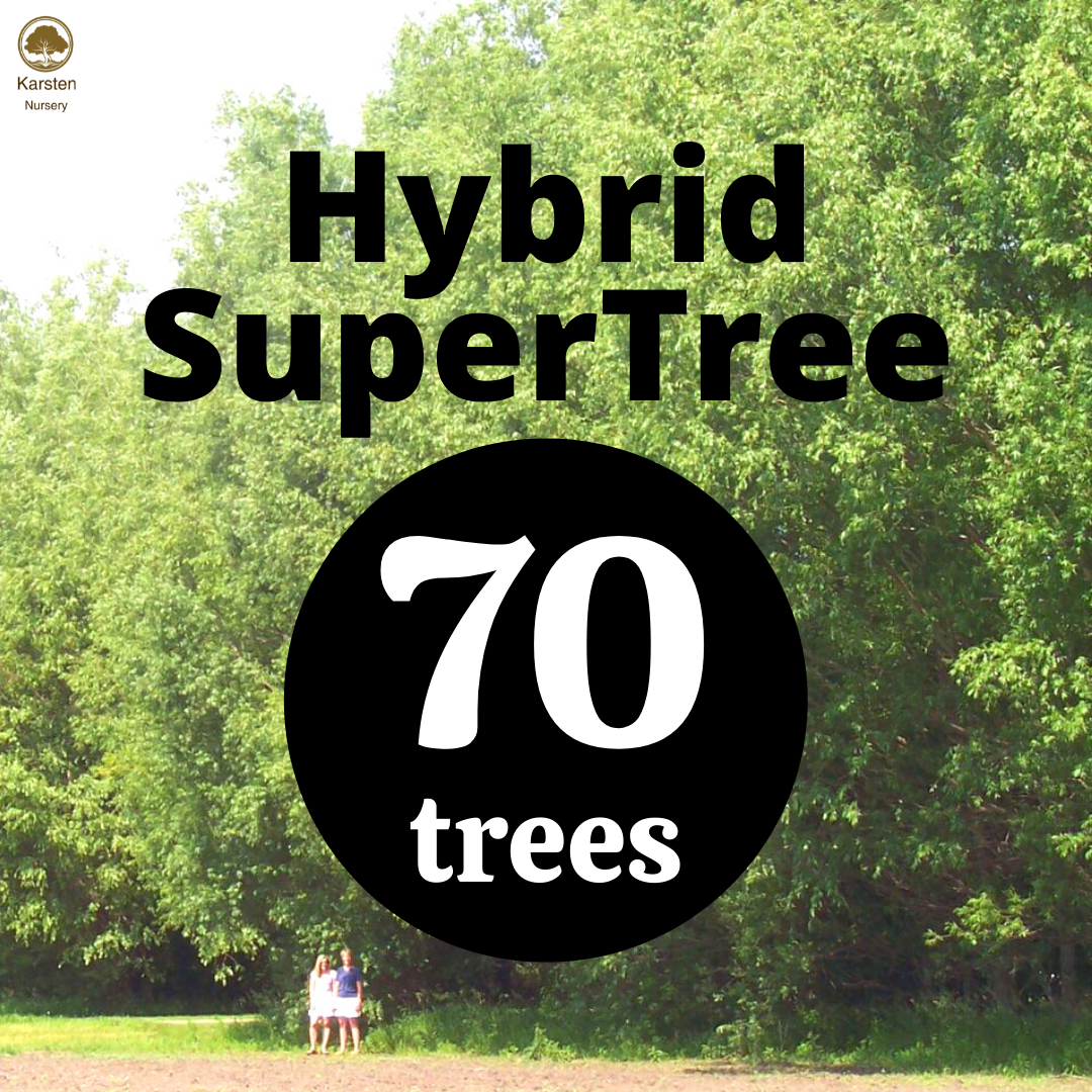 Hybrid SuperTree - 70 image