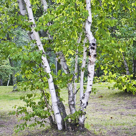 Birch, Paper (25 per bundle)