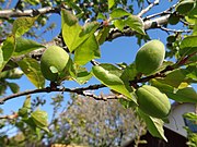 Apricot (25 per bundle)