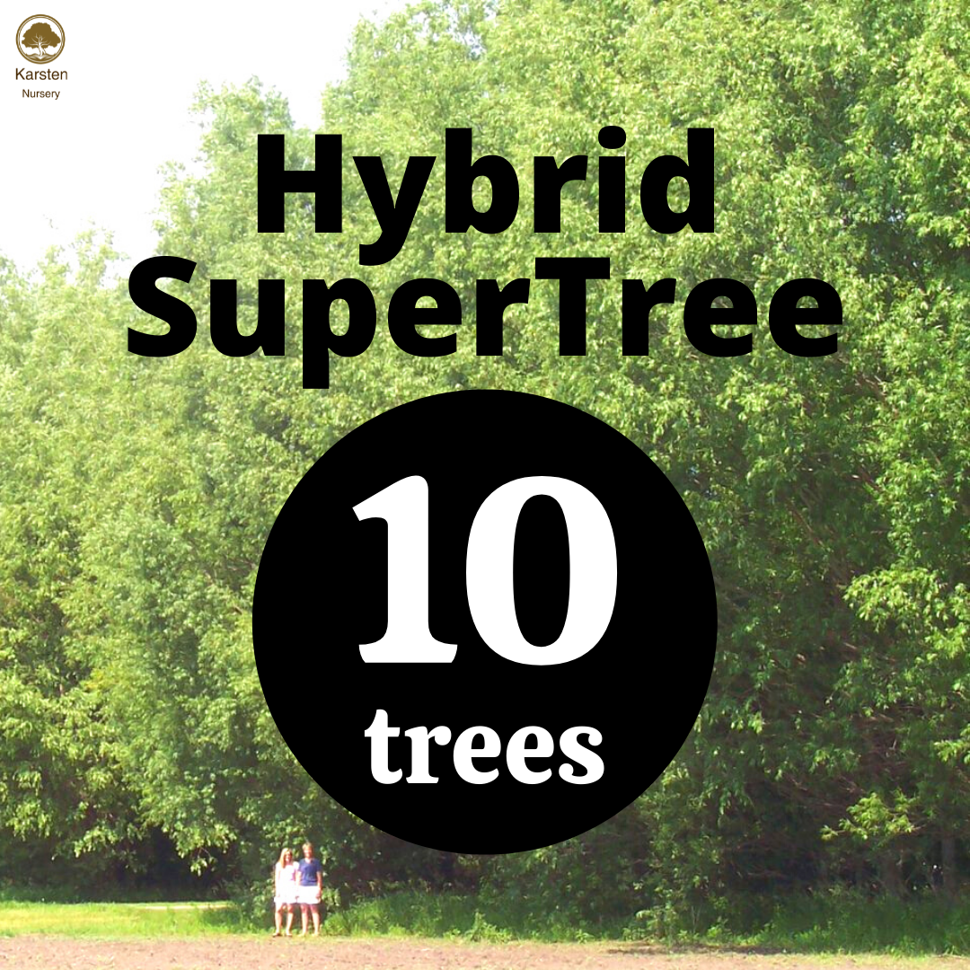 Hybrid SuperTree - 10 image